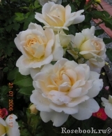 Lions Rose Lions Rose