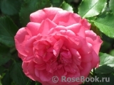 Rosarium Uetersen Rosarium Uetersen