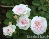 Morden Blush Morden Blush