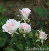 Morden Blush Morden Blush