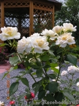 Lions Rose Lions Rose