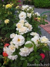 Lions Rose Lions Rose
