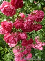 Excelsa Excelsa