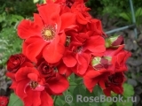 Roter Korsar Roter Korsar