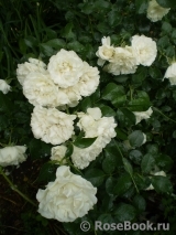 White Meidiland White Meidiland