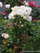 Lions Rose Lions Rose