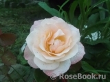 Belle Perle Belle Perle