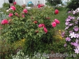 Rosarium Uetersen Rosarium Uetersen