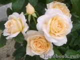 Lions Rose Lions Rose