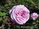 Rosengräfin Marie Henriette Rosengräfin Marie Henriette