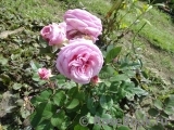 Rosengräfin Marie Henriette Rosengräfin Marie Henriette