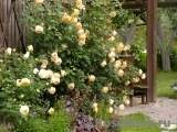 Crown Princess Margareta® Crown Princess Margareta®