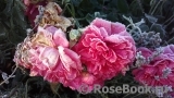 Rosarium Uetersen Rosarium Uetersen
