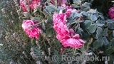 Rosarium Uetersen Rosarium Uetersen