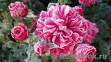 Rosarium Uetersen Rosarium Uetersen