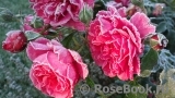 Rosarium Uetersen Rosarium Uetersen