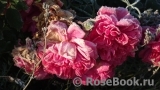 Rosarium Uetersen Rosarium Uetersen
