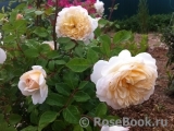Crocus Rose® Crocus Rose®