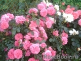 Rosarium Uetersen Rosarium Uetersen