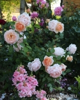 Ambridge Rose Ambridge Rose