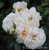 Lions Rose Lions Rose