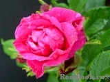 Rote Apart Rote Apart