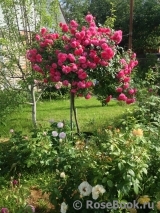 Rosarium Uetersen Rosarium Uetersen