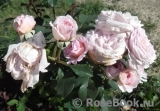 Morden Blush Morden Blush