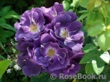 Rhapsody in Blue Rhapsody in Blue