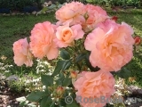 Augusta Luise Augusta Luise