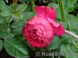 Ascot Ascot