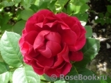Ascot Ascot