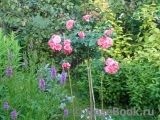 Rosarium Uetersen Rosarium Uetersen