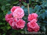 Rosarium Uetersen Rosarium Uetersen