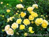 Yellow Fairy Yellow Fairy