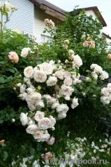 Lions Rose Lions Rose