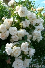 Lions Rose Lions Rose