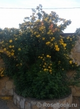 Persian Yellow Persian Yellow