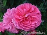 Rosarium Uetersen Rosarium Uetersen