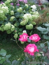 Rose Gaujard Rose Gaujard