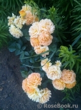 Goldelse