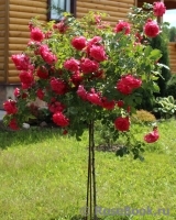 Rosarium Uetersen Rosarium Uetersen