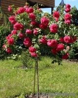 Rosarium Uetersen Rosarium Uetersen