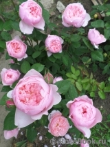 The Alnwick Rose The Alnwick Rose
