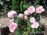 The Alnwick Rose The Alnwick Rose