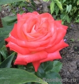 Konigin der Rosen 