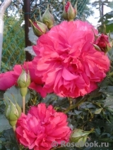 Rosarium Uetersen Rosarium Uetersen