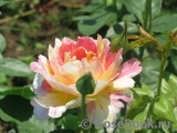 Rose des Cisterciens Rose des Cisterciens