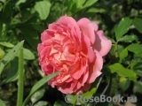 Jubilee Celebration® Jubilee Celebration®