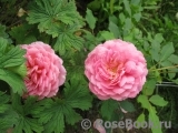 Jubilee Celebration® Jubilee Celebration®